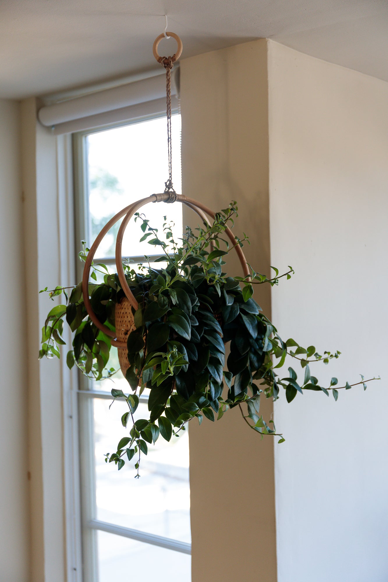 Schindler Manola Court